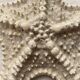 Large natural knotted starfish