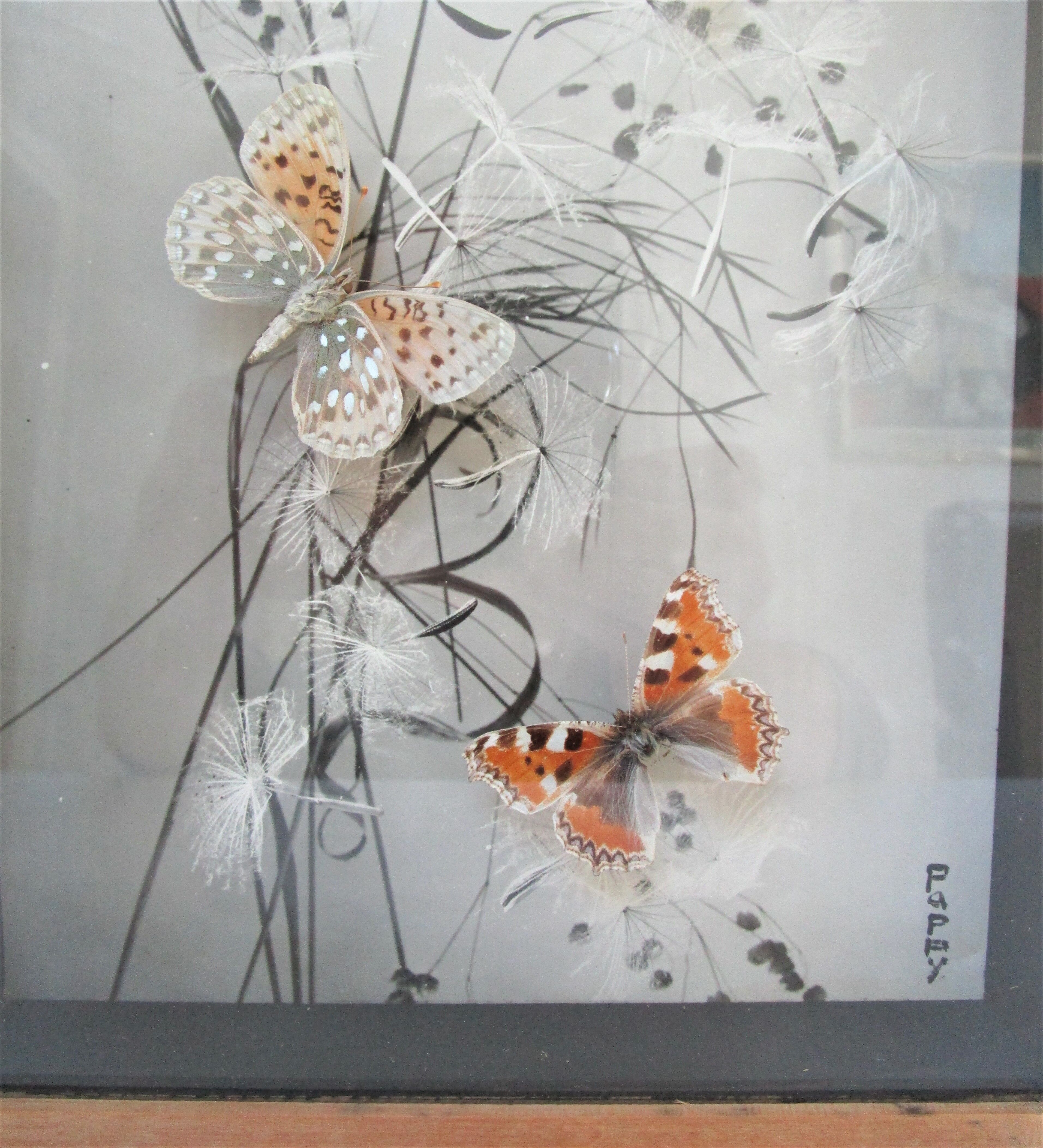 Three wooden frames with naturalized butterflies vintage 60s