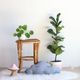 Stool-end of sofa-plant holder in rattan of years 60