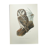 Planche ancienne oiseaux Années 1960 - Chouette de Tengmalm - Hibou