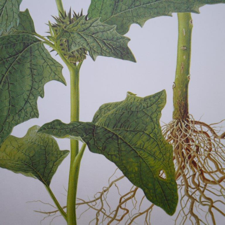 Set of 2 botanical plates Geigy, thorny apple and black henbath