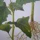 Set of 2 botanical plates Geigy, thorny apple and black henbath