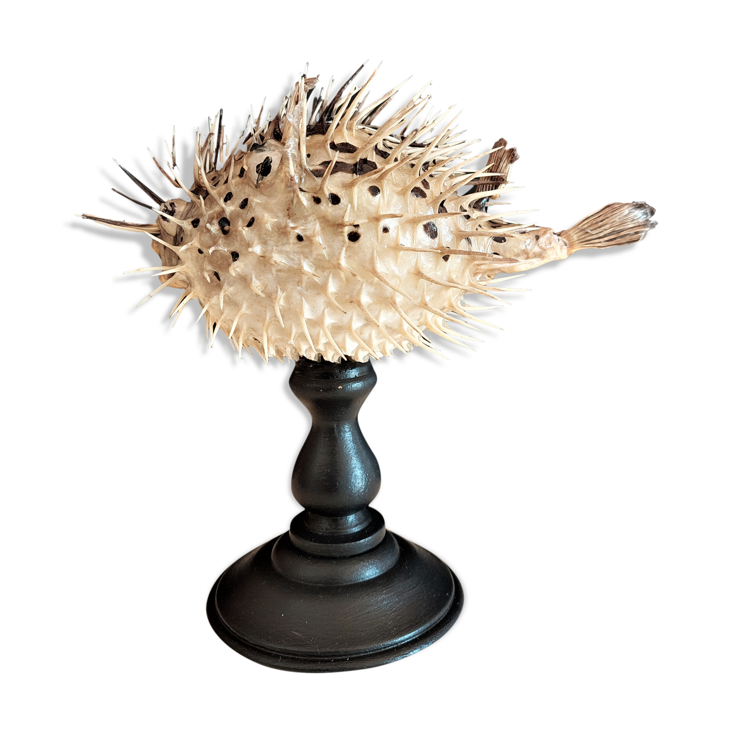 Cabinet of Curiosities diodon holocanthus on base