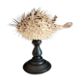 Cabinet of Curiosities diodon holocanthus on base