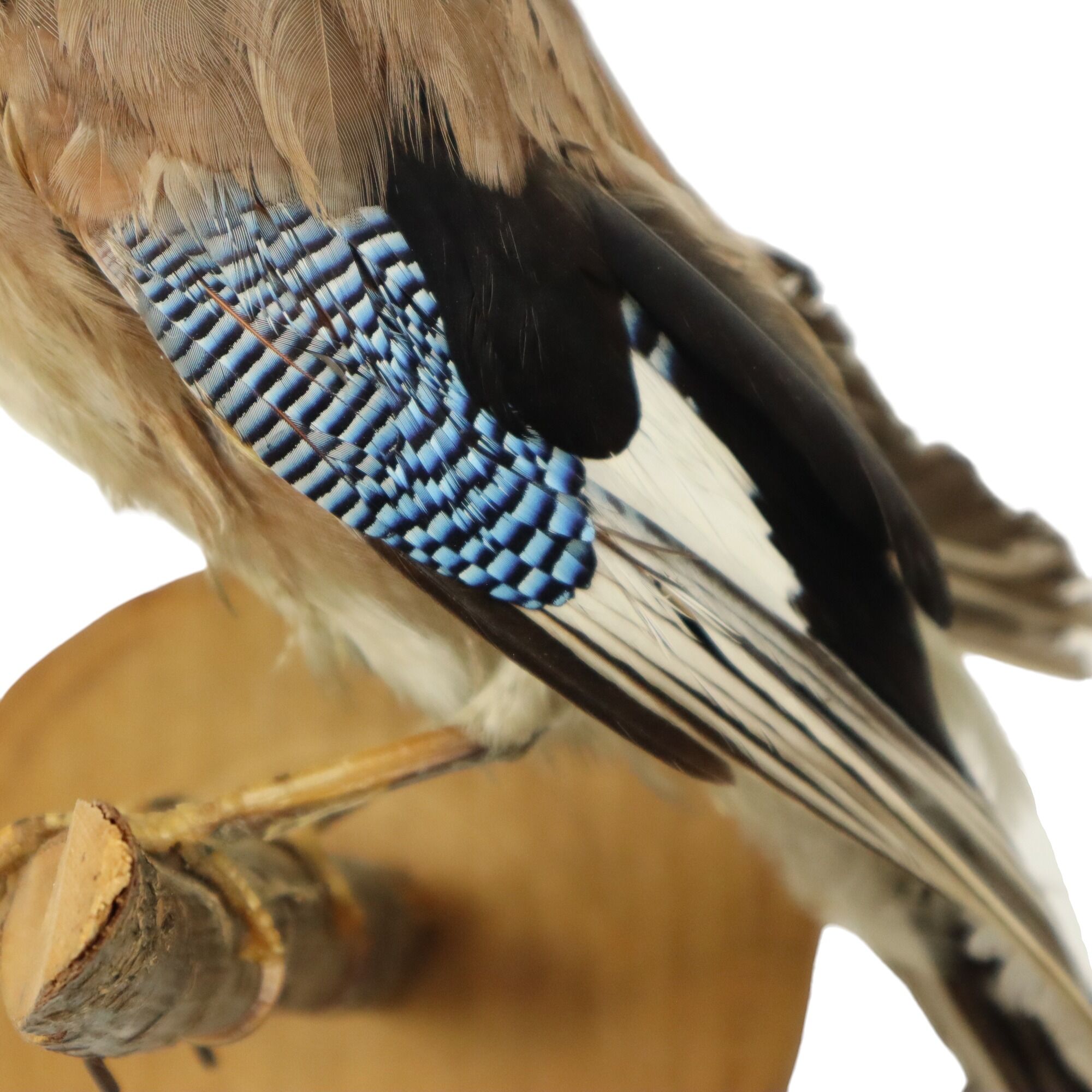Vintage Stuffed Bird Jay on Branch Taxidermy Wall Decoration