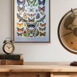 Imprimée en 1905, les papillons. Affiche Entomologique ancienne.