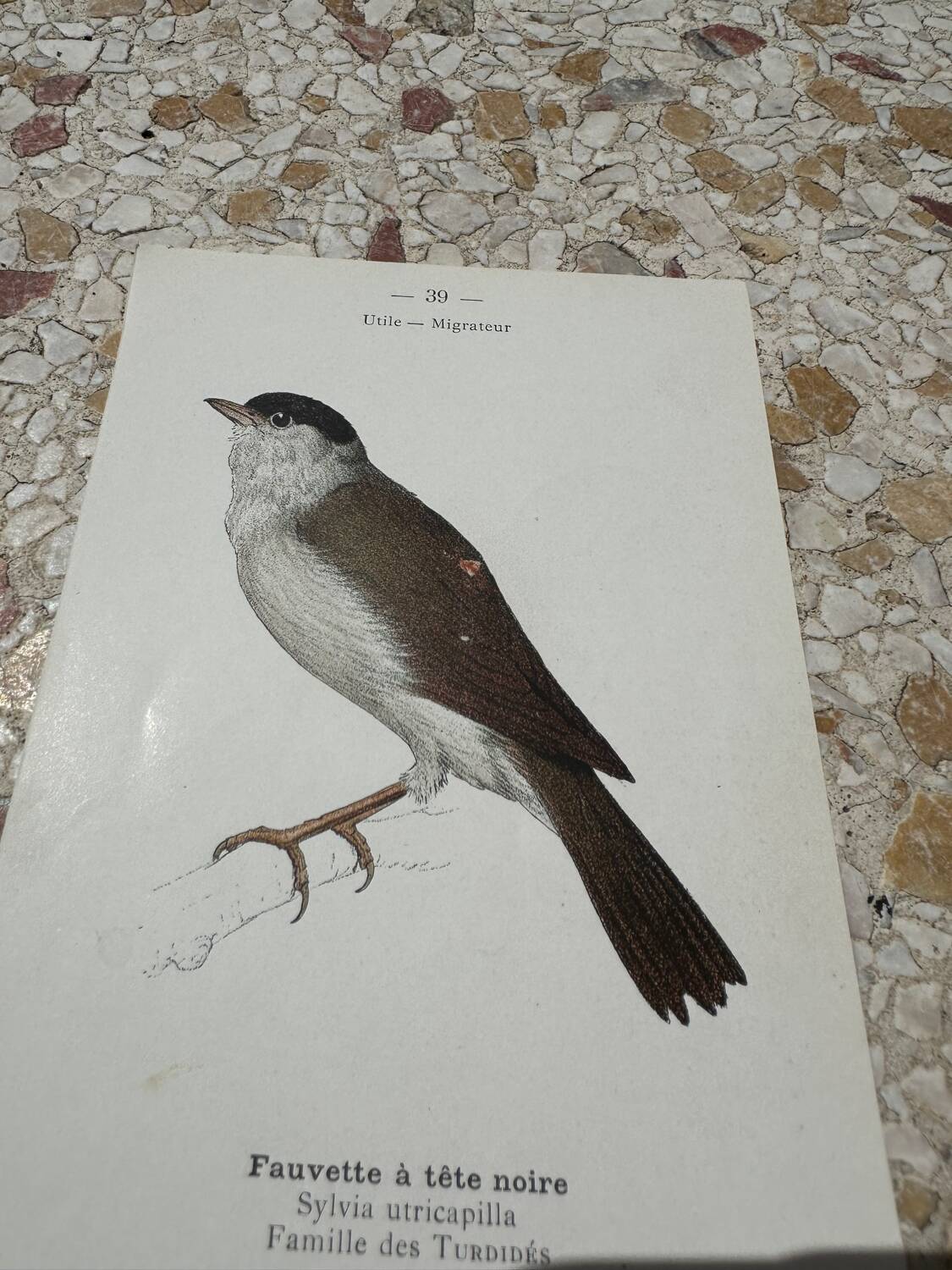 Gravure botanique ancienne planche naturaliste oiseaux 1903