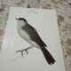 Gravure botanique ancienne planche naturaliste oiseaux 1903
