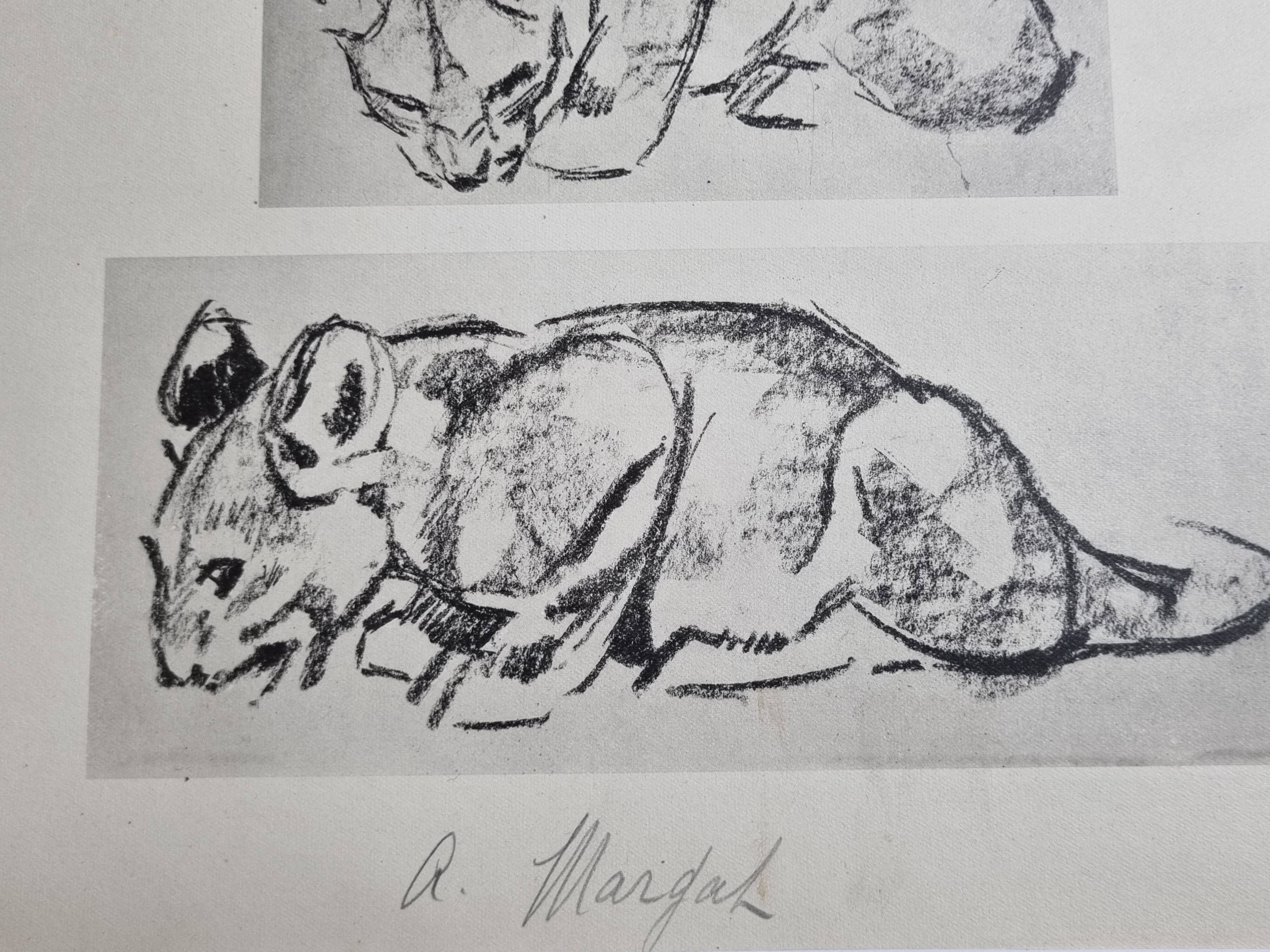 Illustrated plate, Studies of a lion cub sketch, Signed André Margat, 1930