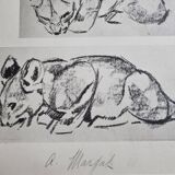 Illustrated plate, Studies of a lion cub sketch, Signed André Margat, 1930