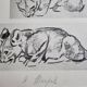 Illustrated plate, Studies of a lion cub sketch, Signed André Margat, 1930