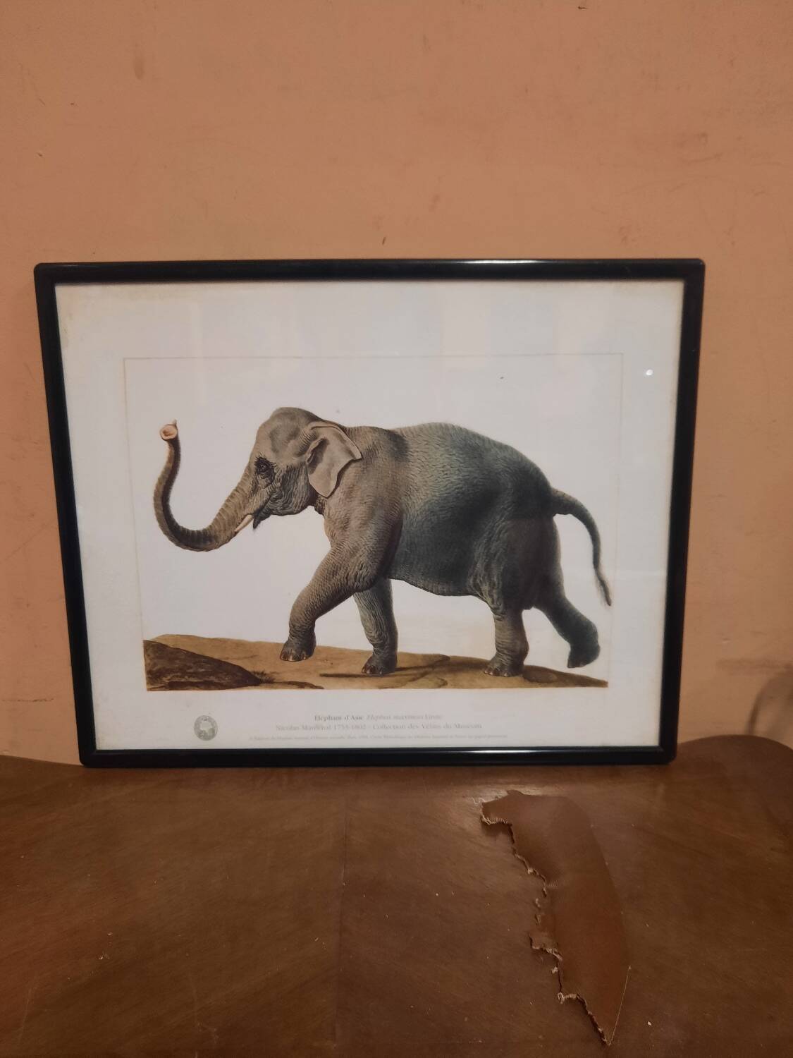 Elephant illustration