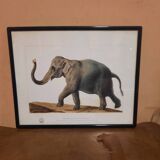 Elephant illustration