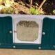 Art deco pharmacy cabinet