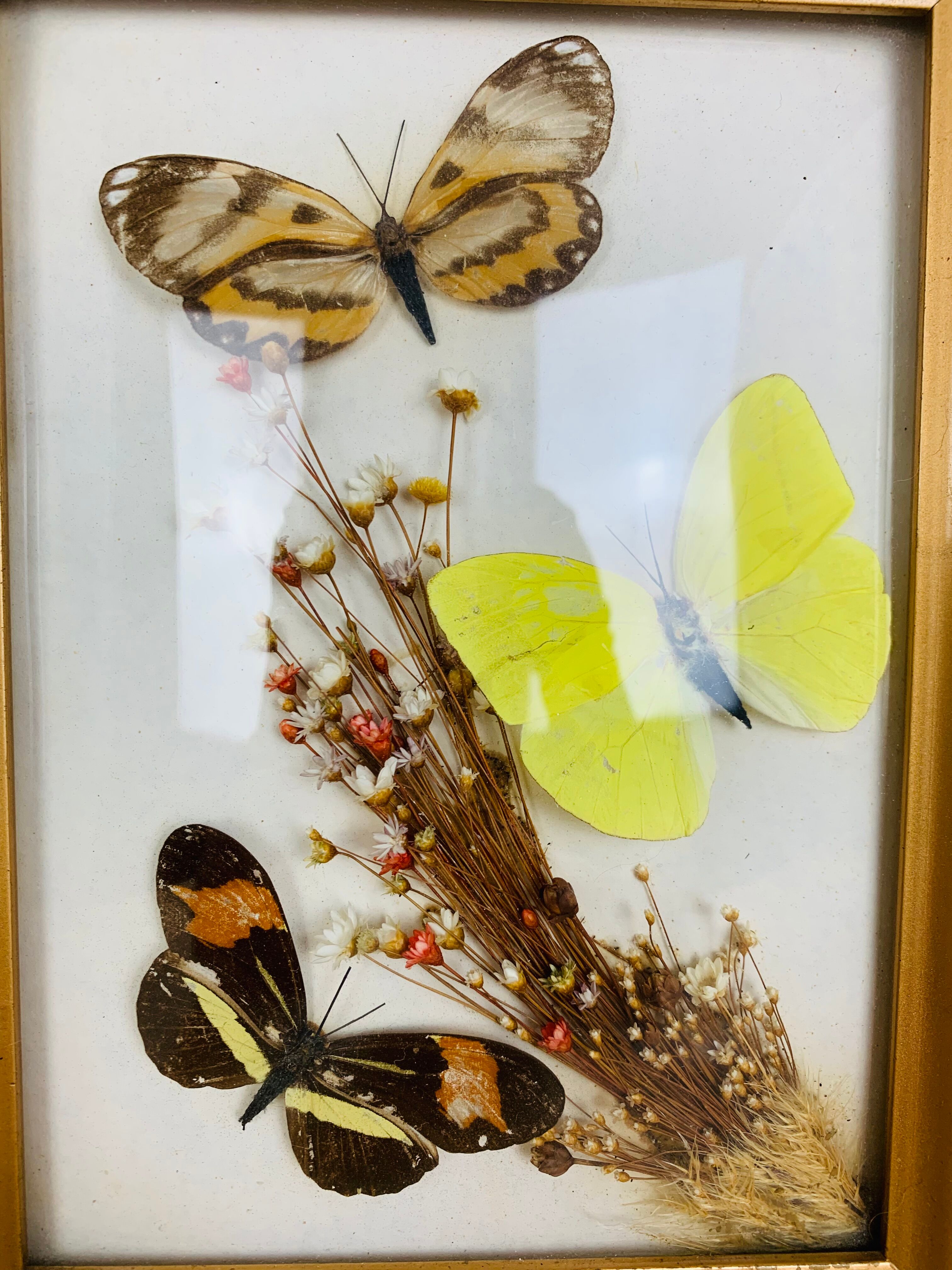 Vintage naturalized butterfly frame 19.5 x 14.5 cm