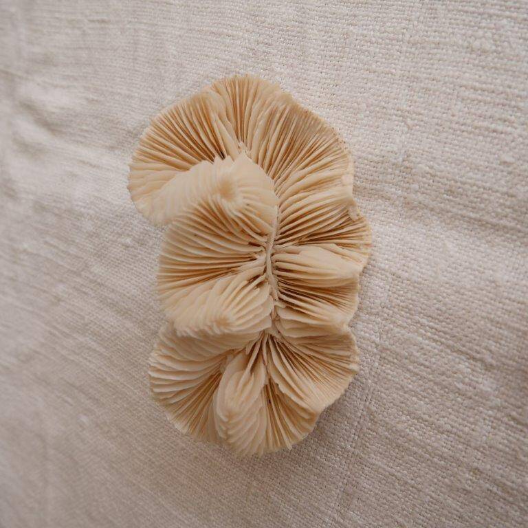 Set of 2 corals (white coral)