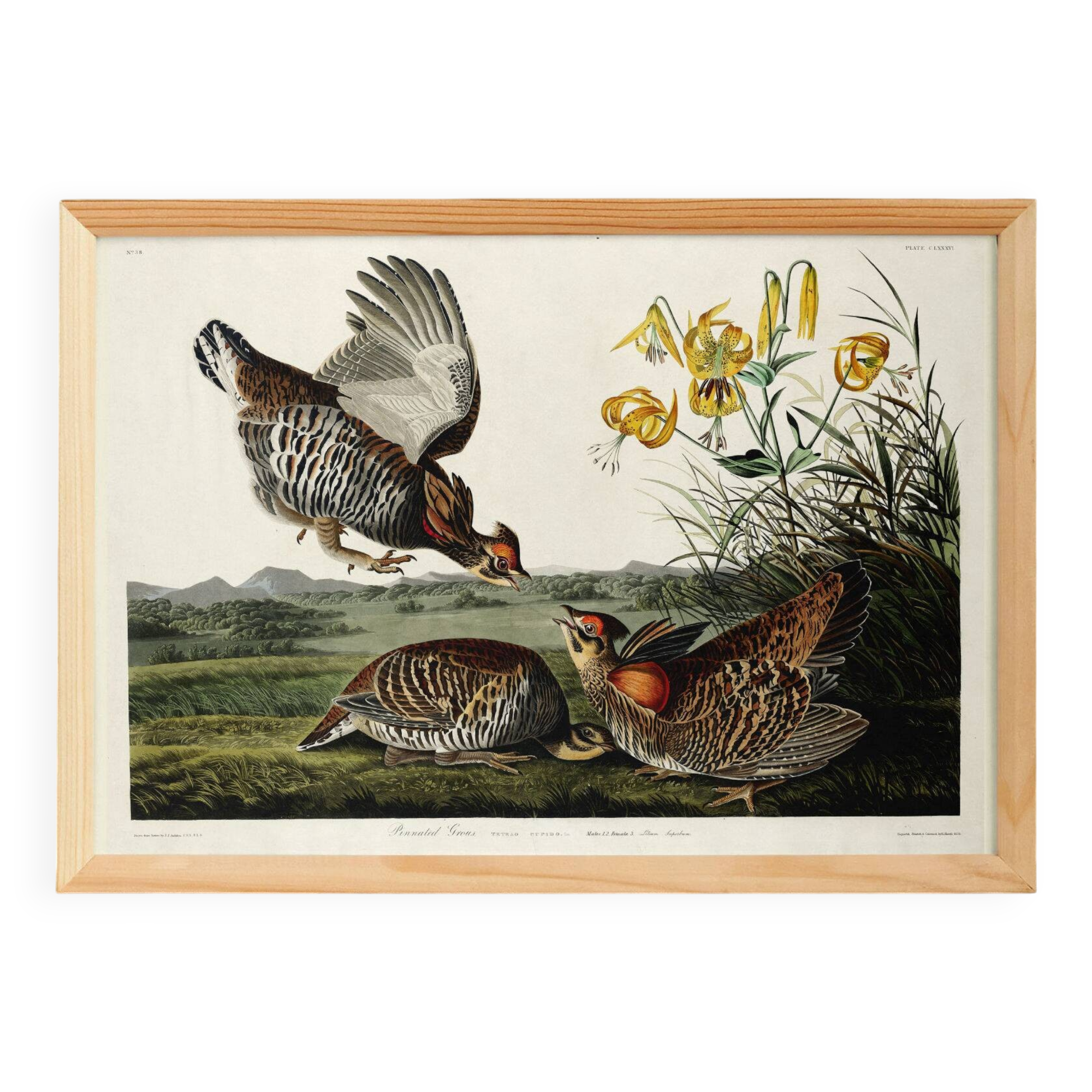 Poster of the Sharp-tailed Hazel Grouse, after an old engraving from 1827