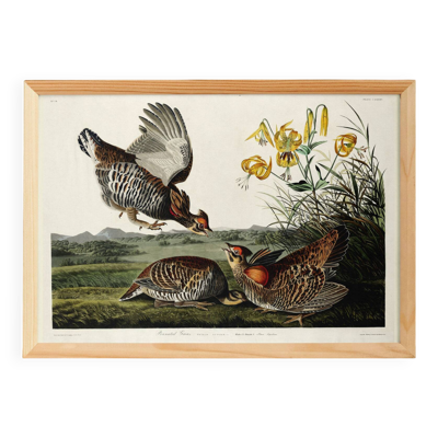 Affiche sur la Gélinotte à queue fine, d’après une gravure ancienne de 1827