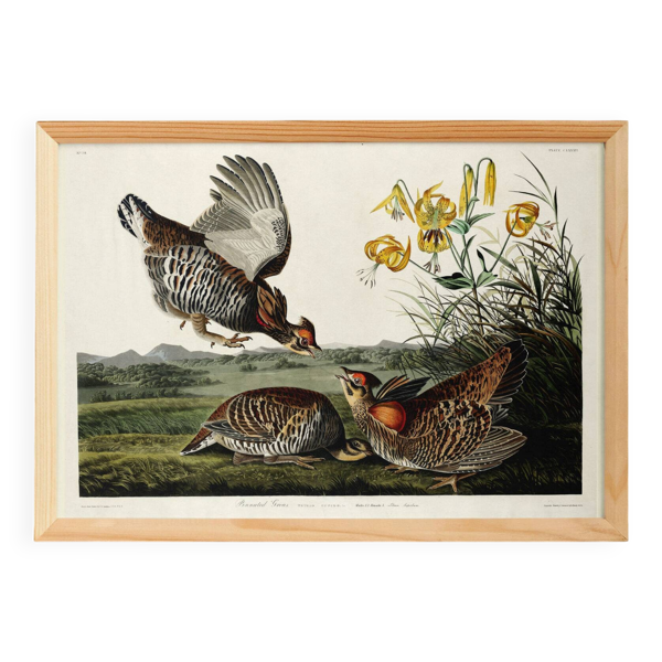 Affiche sur la Gélinotte à queue fine, d’après une gravure ancienne de 1827