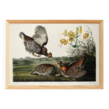 Poster of the Sharp-tailed Hazel Grouse, after an old engraving from 1827