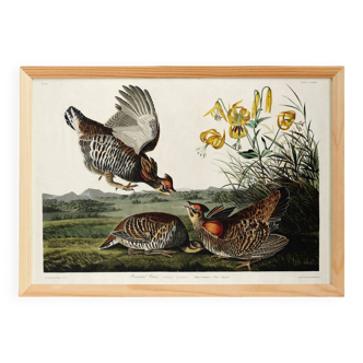 Poster of the Sharp-tailed Hazel Grouse, after an old engraving from 1827
