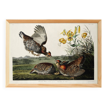 Poster of the Sharp-tailed Hazel Grouse, after an old engraving from 1827