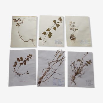 Set of 6 herbarium boards