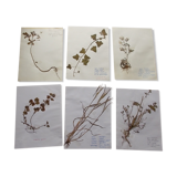 Ensemble de 6 planches d'herbier