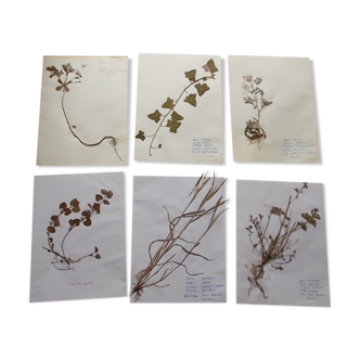 Set of 6 herbarium boards