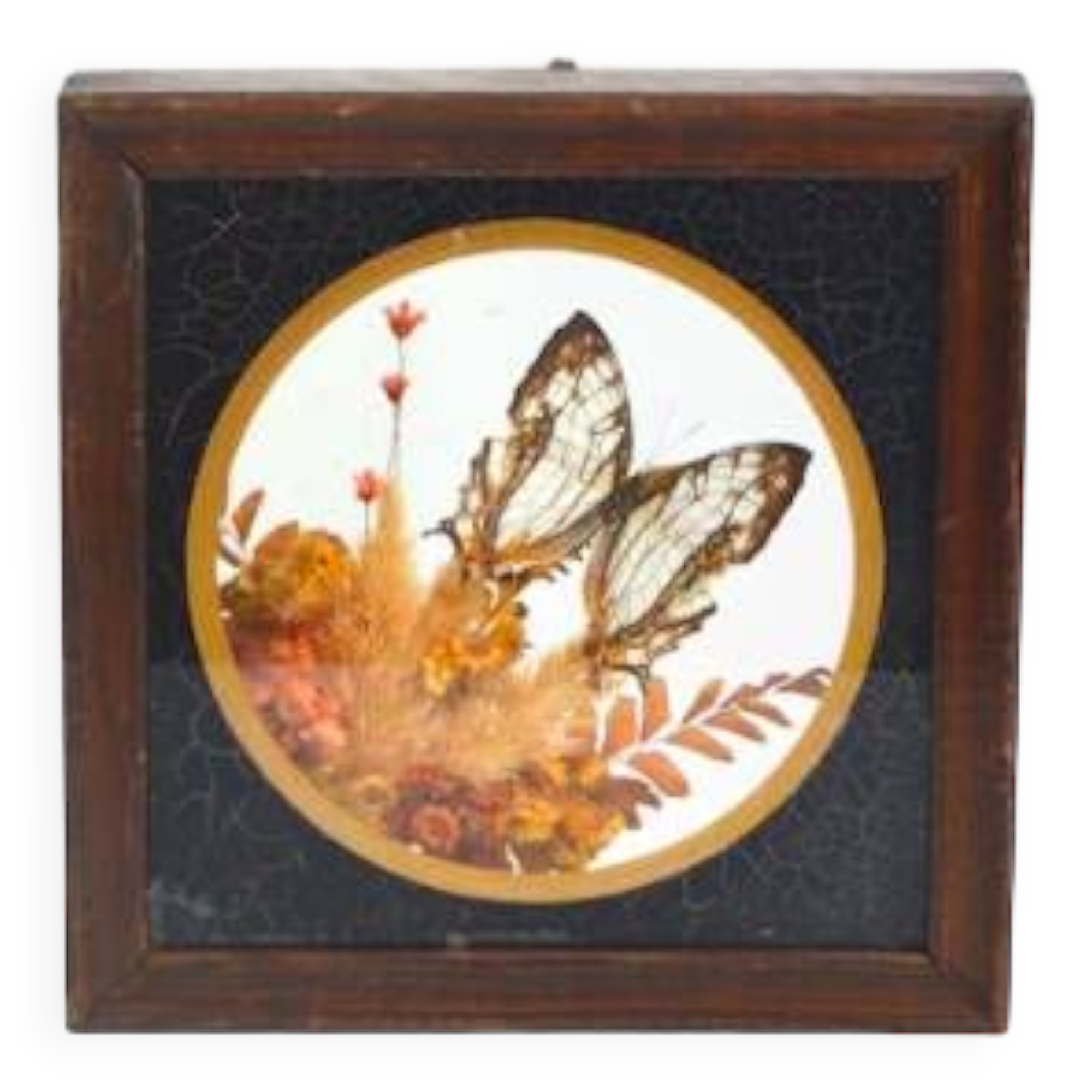 Cadre vitrine papillon