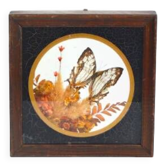 Cadre vitrine papillon