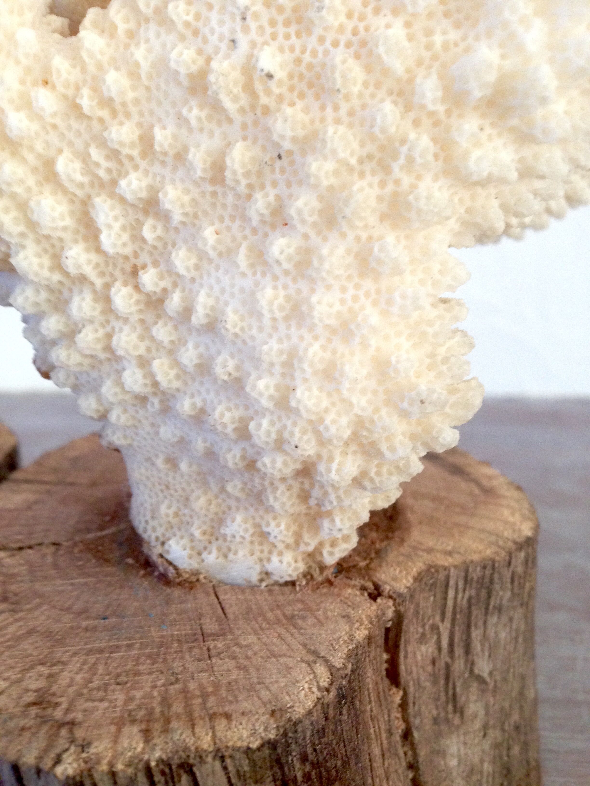 Coral vintage on wooden base