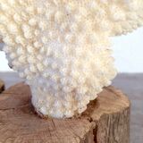 Coral vintage on wooden base