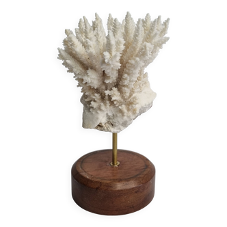 Antique white coral mounted on a wooden base, 15 cm