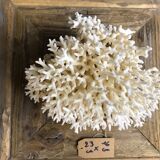 Coral nest