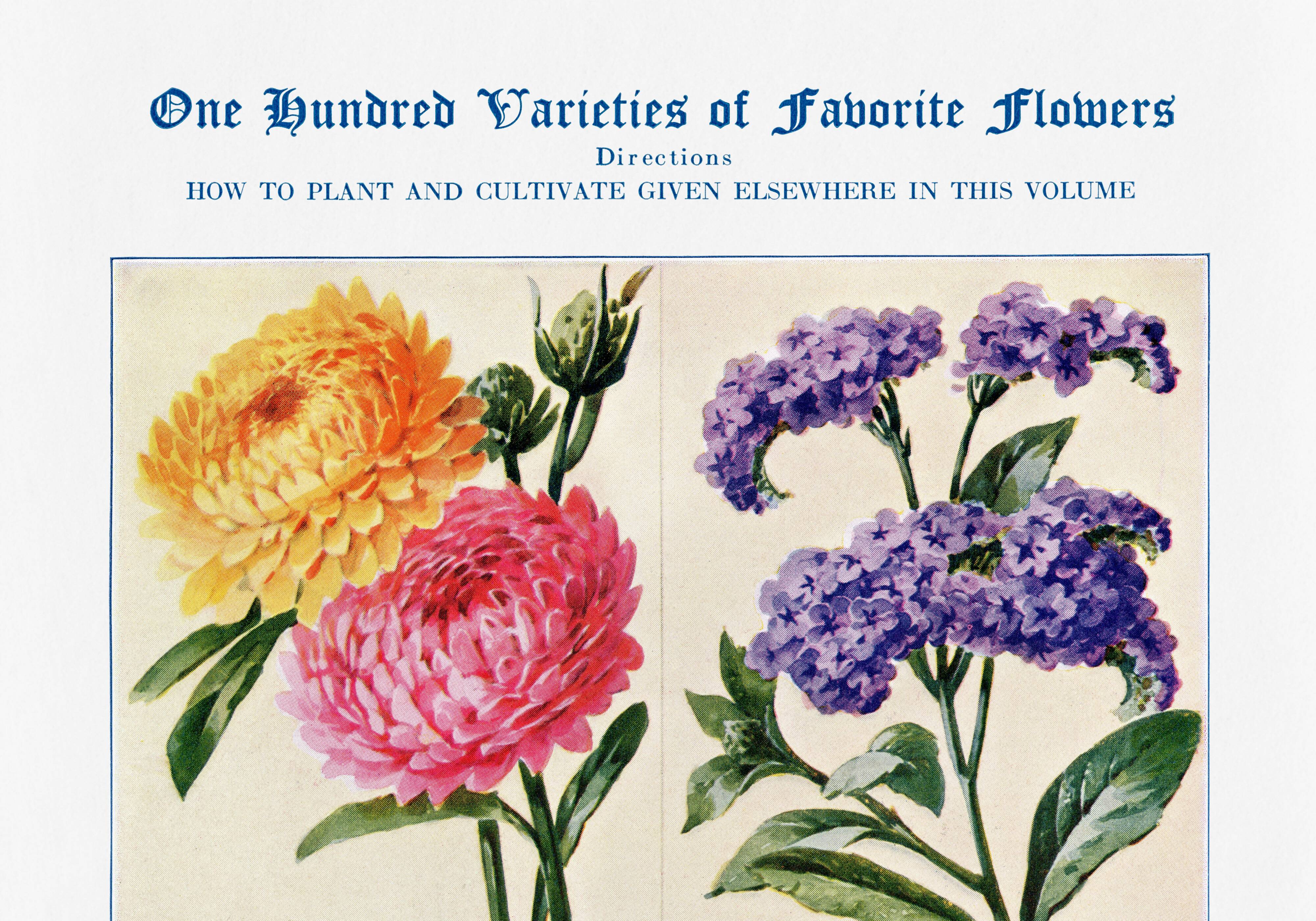 Poster featuring immortelles, heliotropes, hibiscus and hollyhocks
