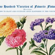 Poster featuring immortelles, heliotropes, hibiscus and hollyhocks