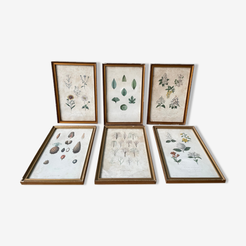 Set of 6 nineteenth plates of natural history, herbalism