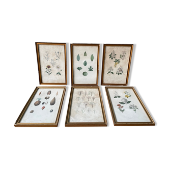 Lot de 6 planches XIXème d’histoire naturelle, herboristerie