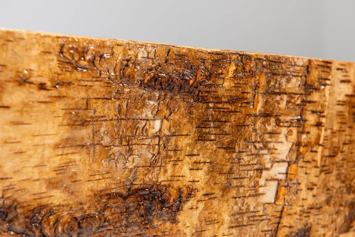 Werner Neumann sculptural birchwood sofa in birch bark and leather, The Netherlands