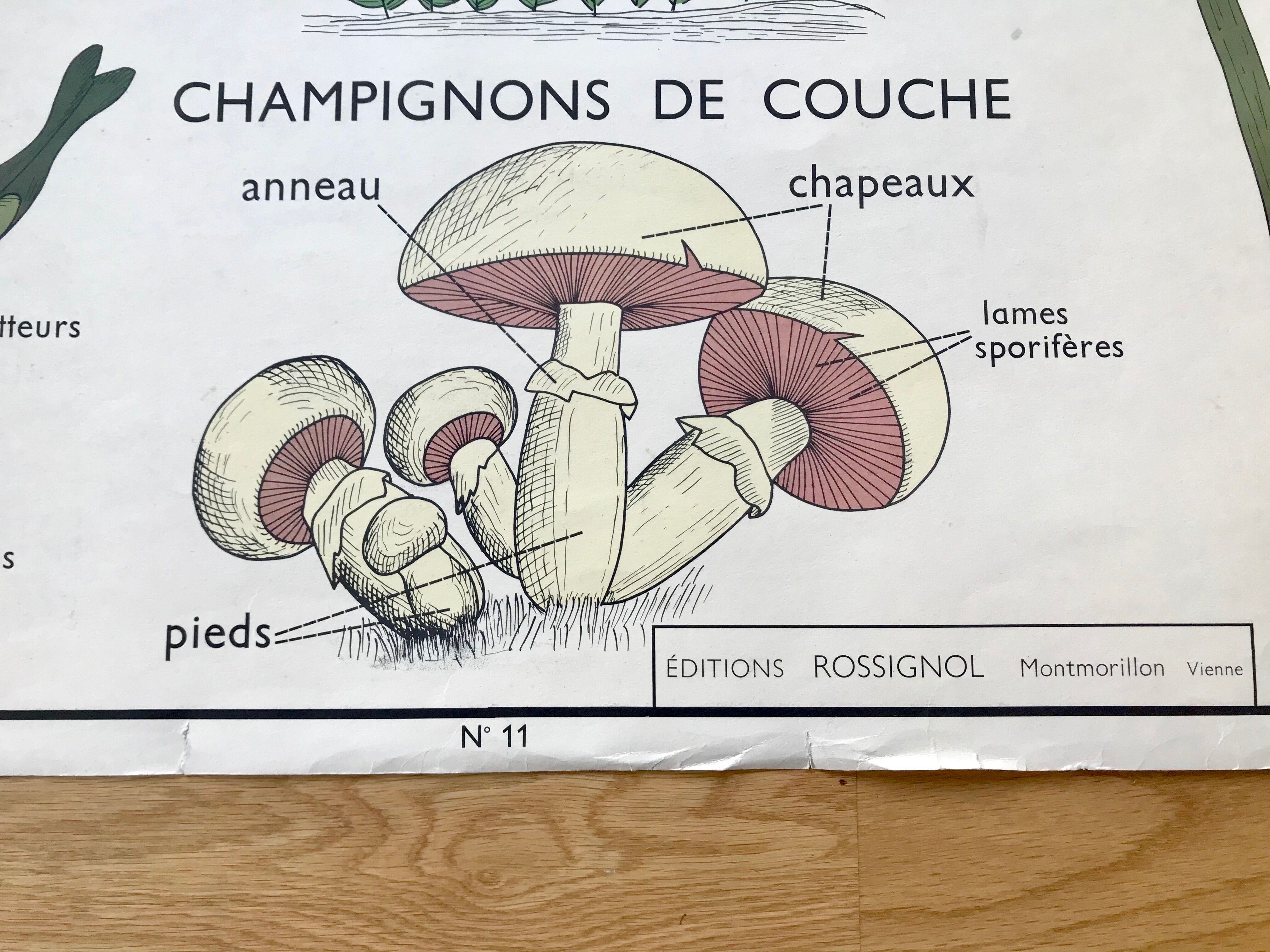 Rossignol pedagogical poster