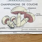 Rossignol pedagogical poster