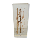 Ancien insecte en inclusion, phasme