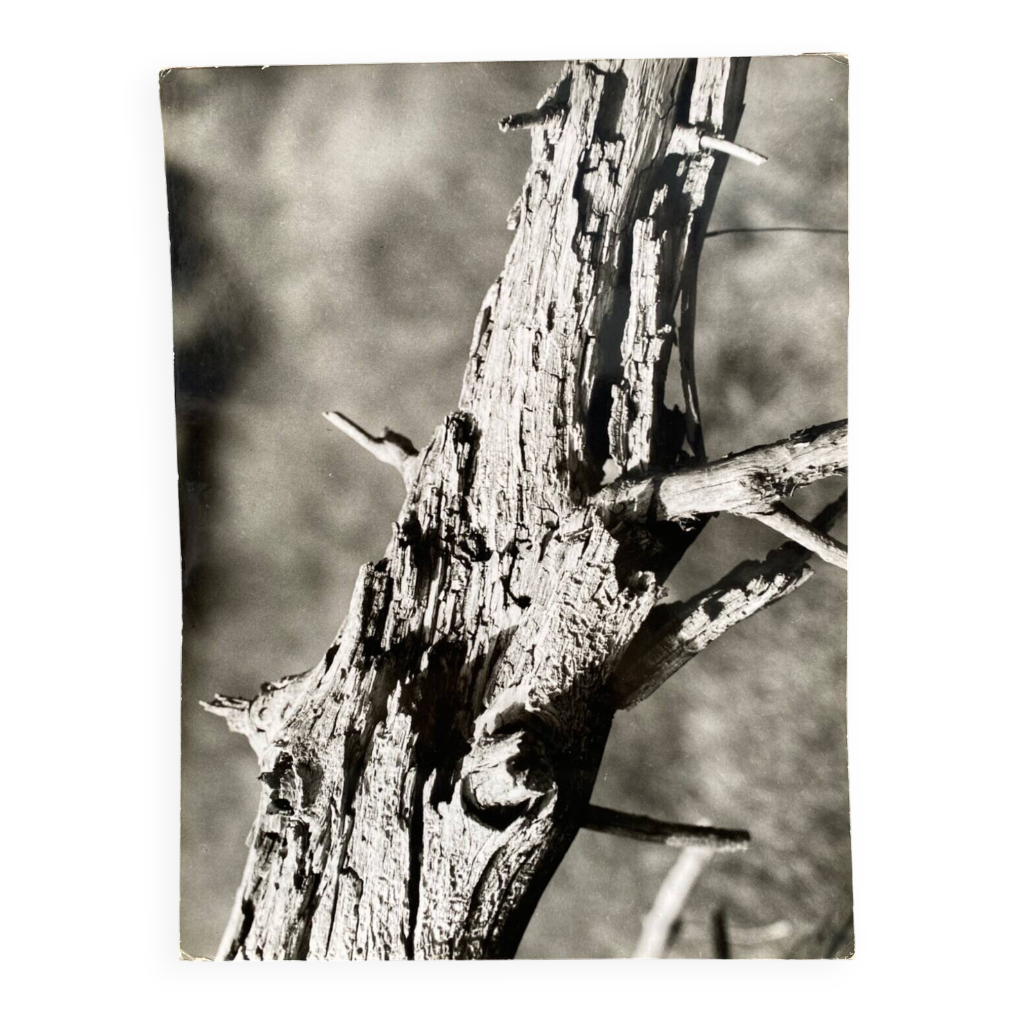 Silver gelatin photograph by Bernard Darot, 20th century study, Nantes Photo Club AFIAP