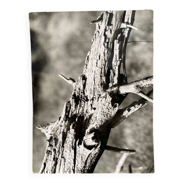 Silver gelatin photograph by Bernard Darot, 20th century study, Nantes Photo Club AFIAP