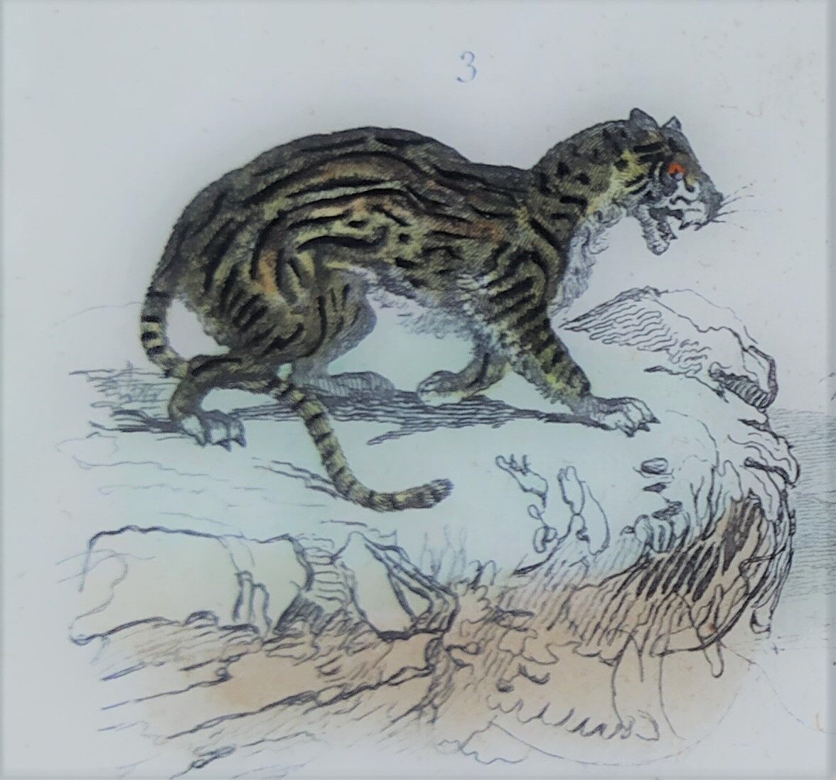 Original zoological plate " Caracal - Serval - Ocelot - &c... " Buffon (1836)