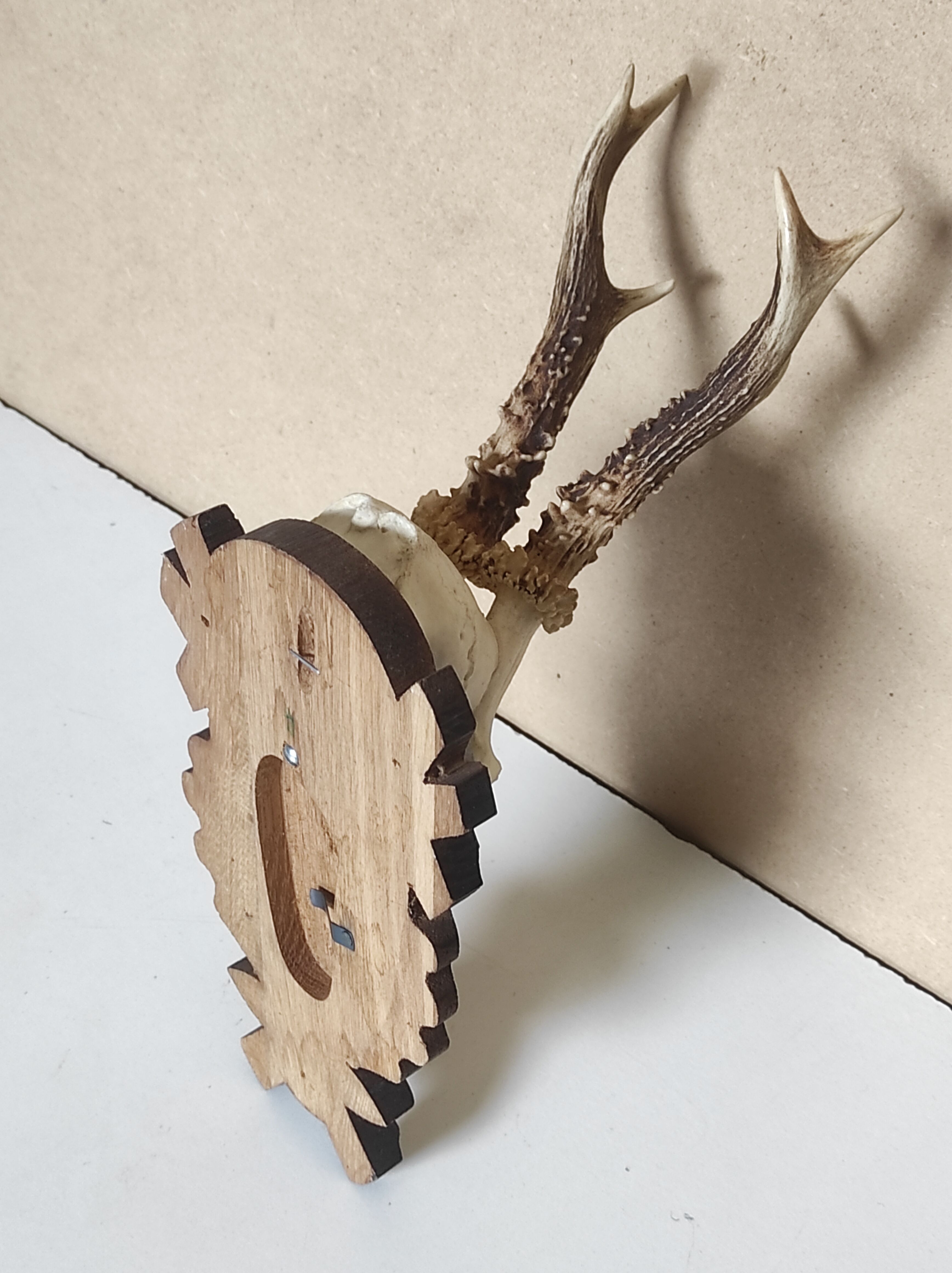 Massacre trophée chasse jeune cerf sur écusson en bois sculpté avec feuilles de chêne et glands
