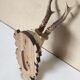 Massacre trophée chasse jeune cerf sur écusson en bois sculpté avec feuilles de chêne et glands