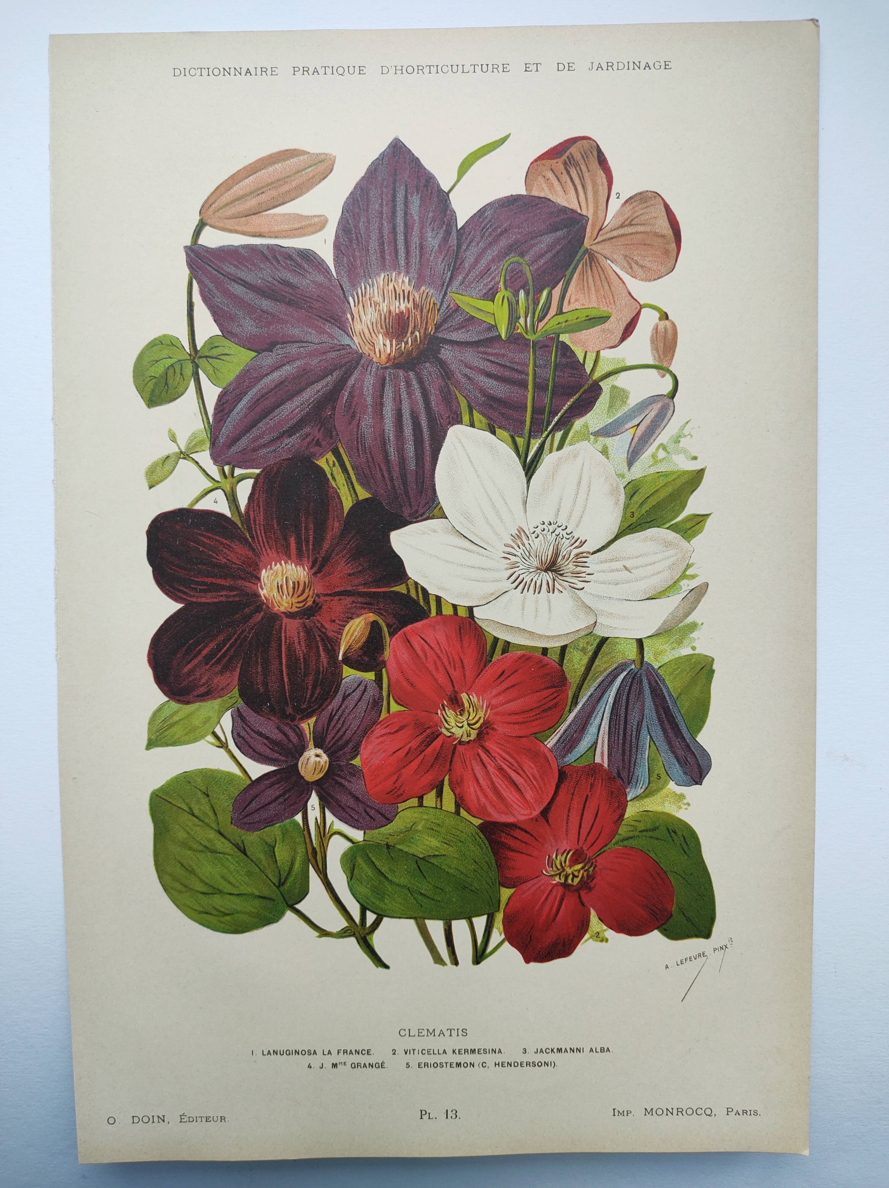 1897 Engraving - Clematis - Original Botanical Plate. Old Flower Lithograph by Lefevre