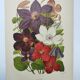 1897 Engraving - Clematis - Original Botanical Plate. Old Flower Lithograph by Lefevre